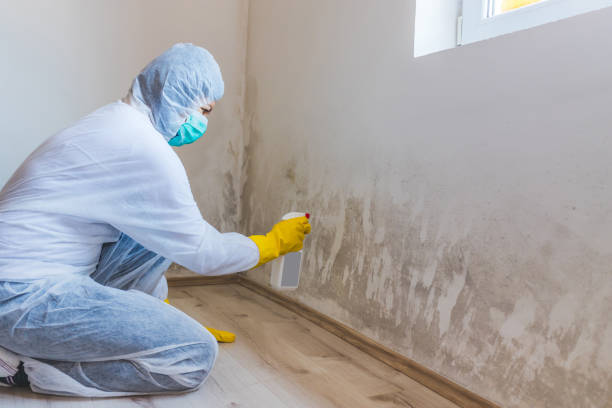 Licensed Attic Mold Remediation service in Nashville, GA - Car Mold Remediation