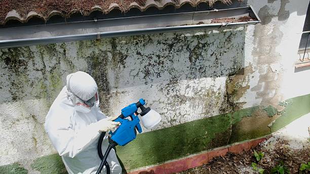 Top rated local Mold Removal specialists in Nashville, GA